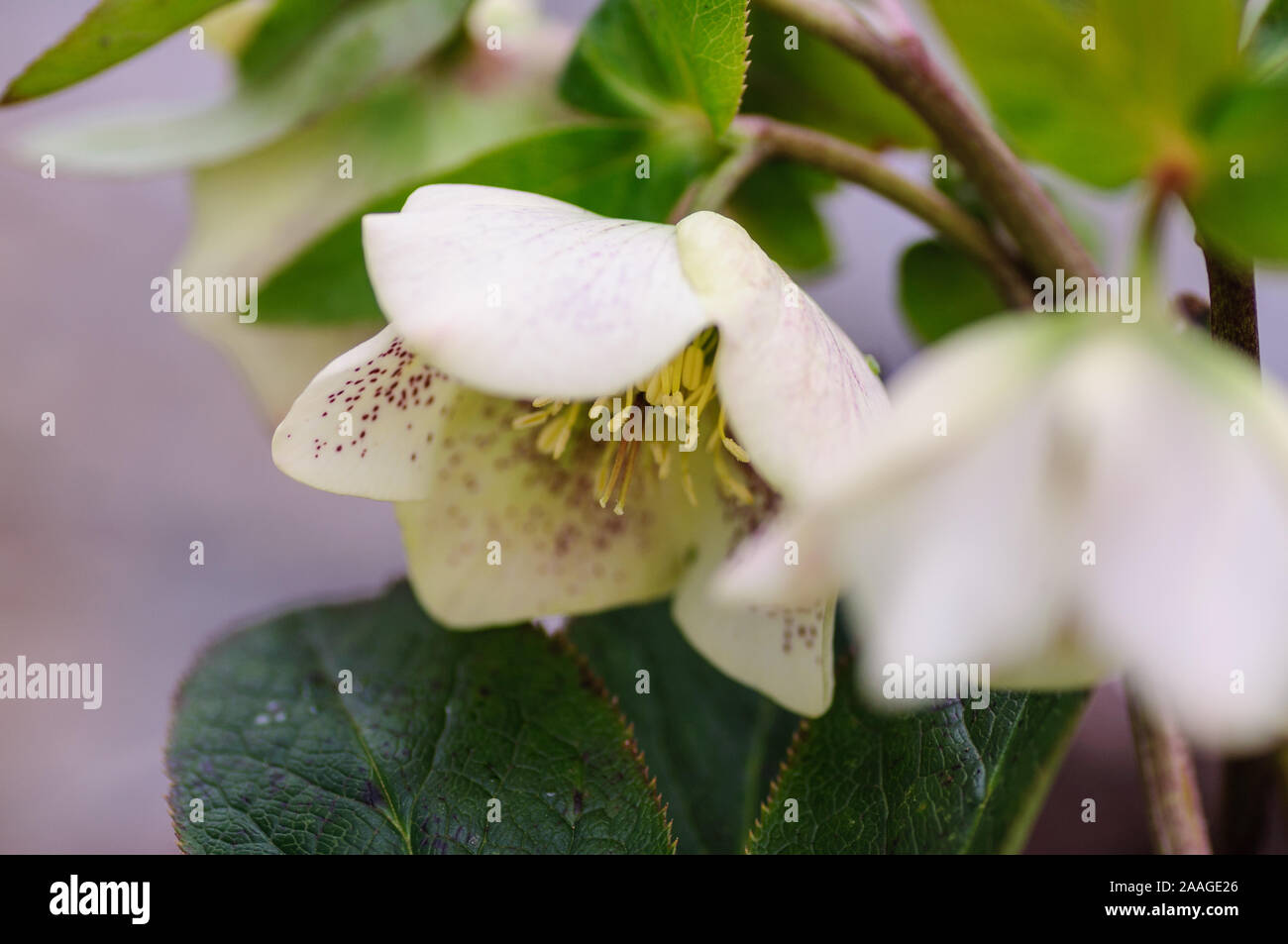 Hellebore white flowers, Helleborus atrorubens in park Stock Photo
