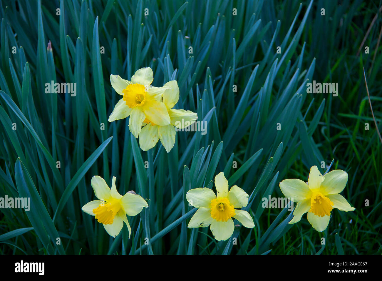 Yellow daffodils growing in the field Stock Photo