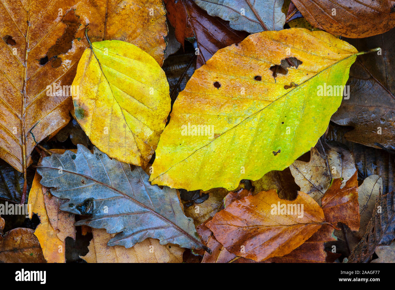 Herbstliches Buchenblatt, Herbst, Niedersachsen, Stock Photo