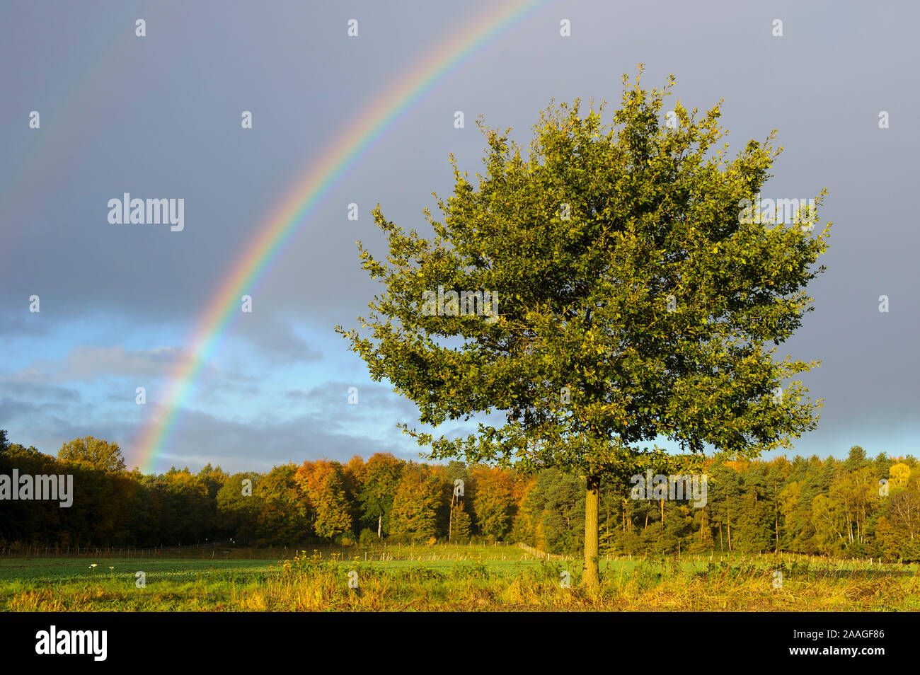 Regenbogen mit Eichenbaum Stock Photo