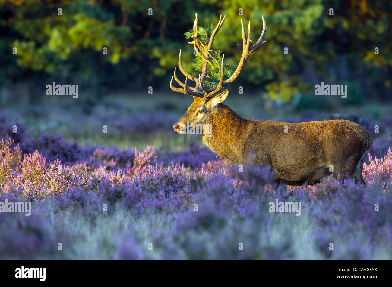 Hirsch im Morgenlicht Stock Photo