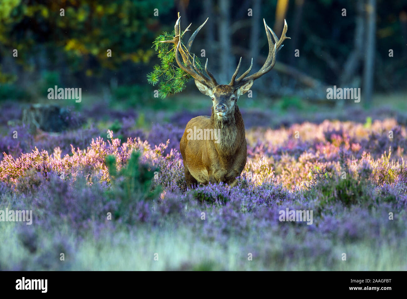 Hirsch im Morgenlicht Stock Photo