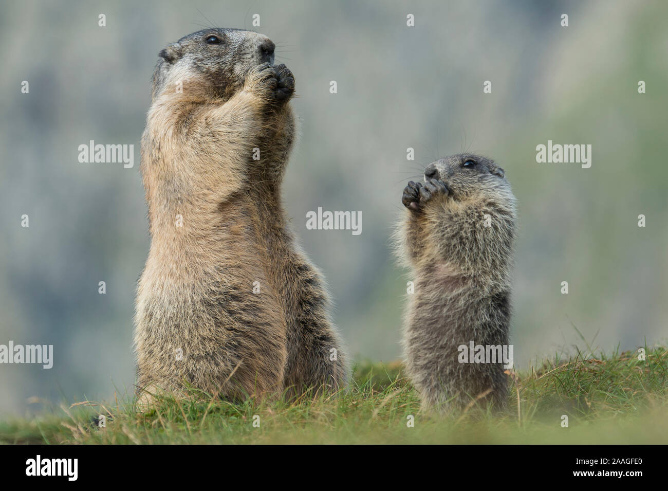 Murmeltier, Alpenmurmeltier, (Marmota marmota), Stock Photo