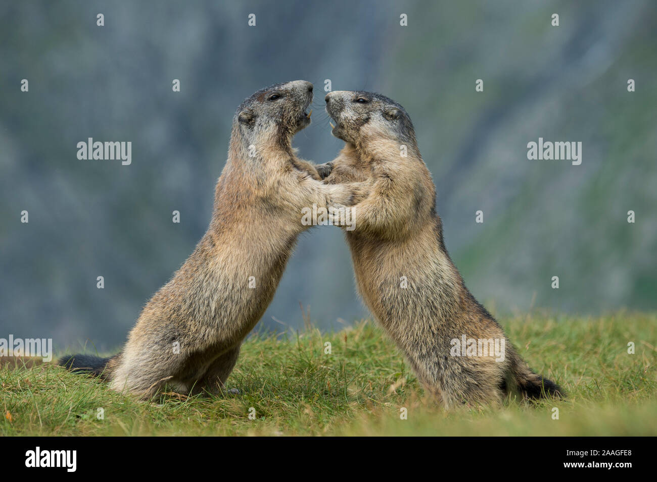 Murmeltier, Alpenmurmeltier, (Marmota marmota), Stock Photo