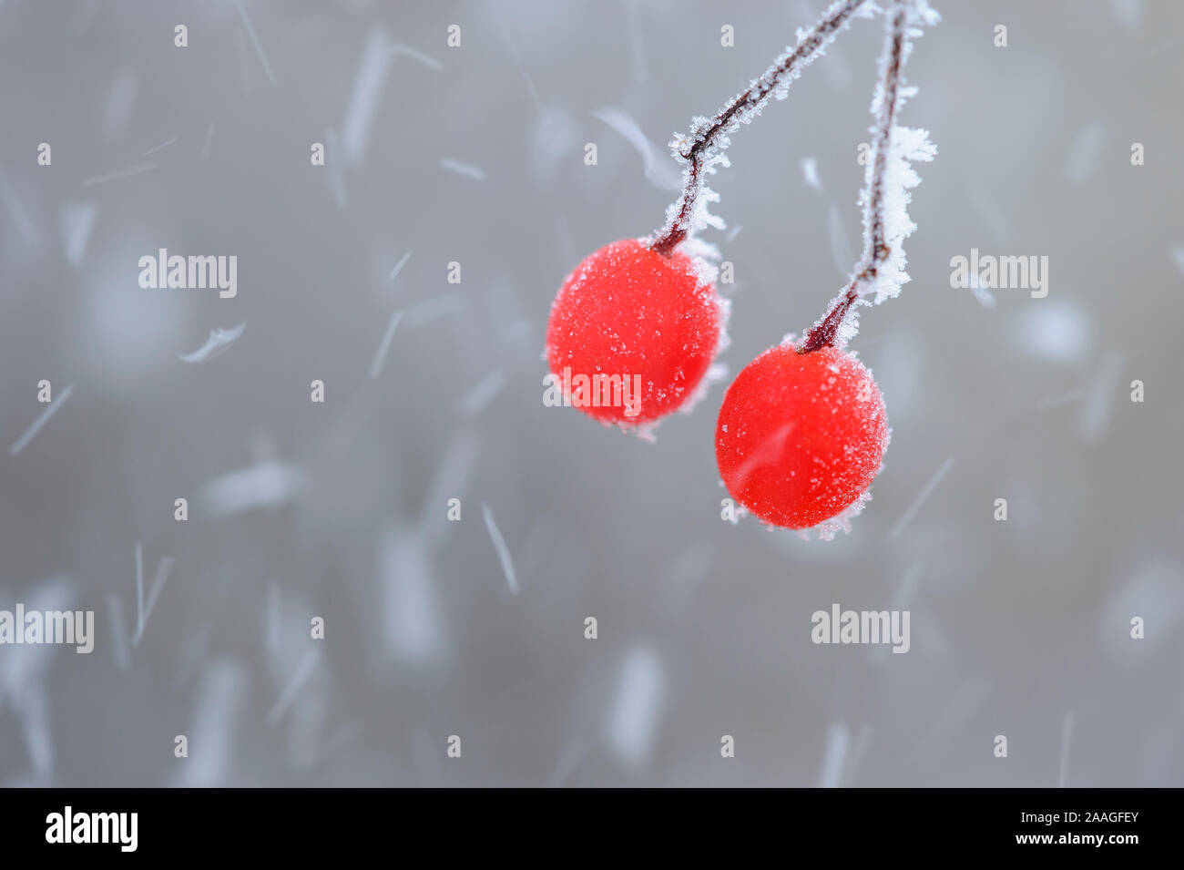 Schneeball-Berren mit Rauhreif Stock Photo - Alamy