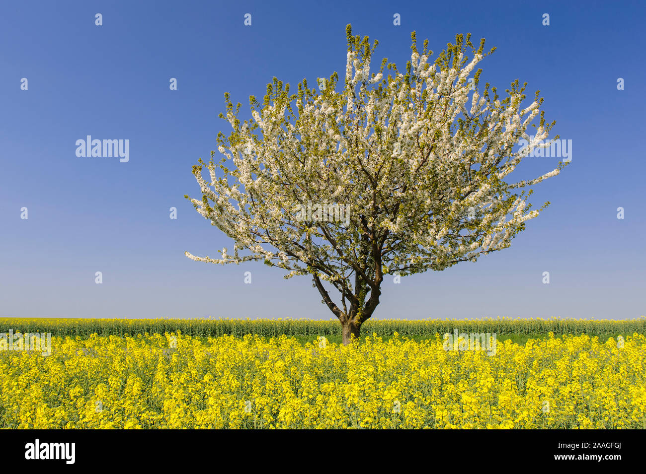 Kirchbaum, Rapsfeld, bluhend, bluehender, Stock Photo