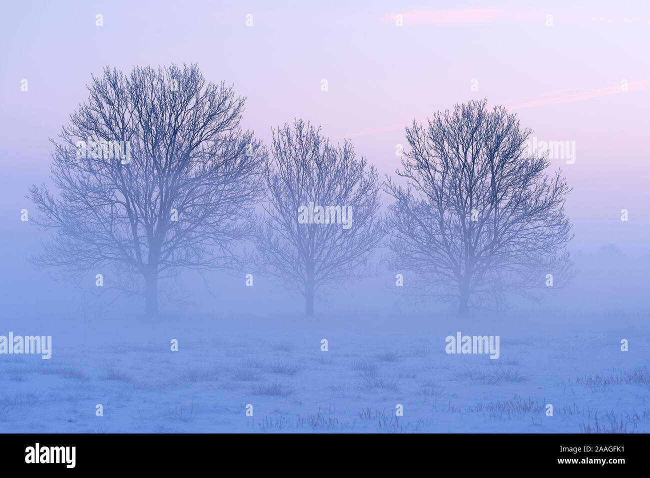 Baeume im Nebel, blaue Stunde Stock Photo