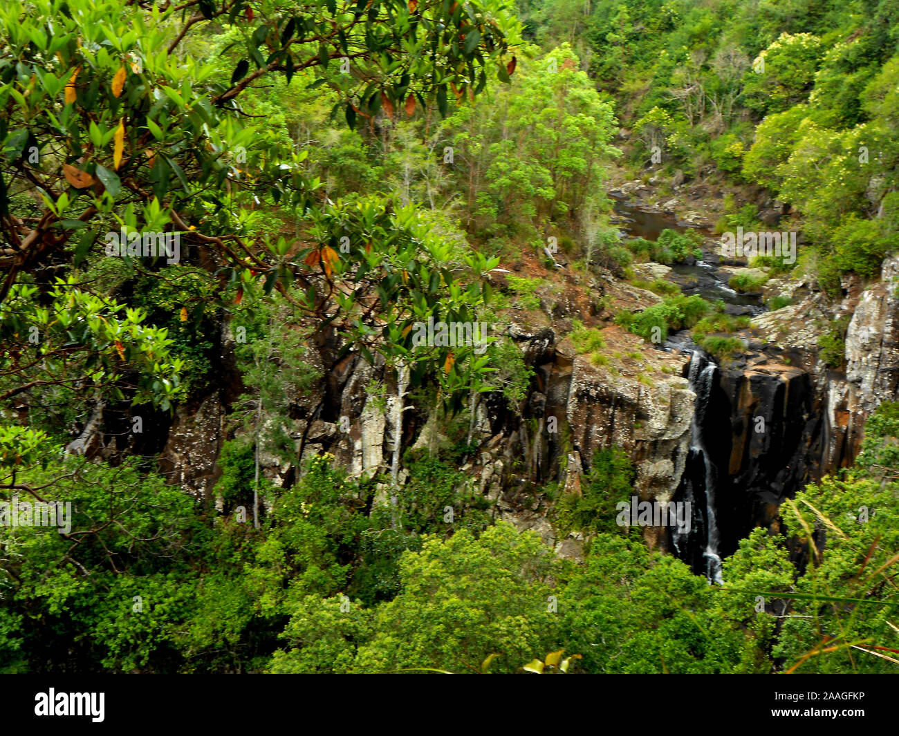 Looking across at a cliff face covered in wilderness in Beechmont