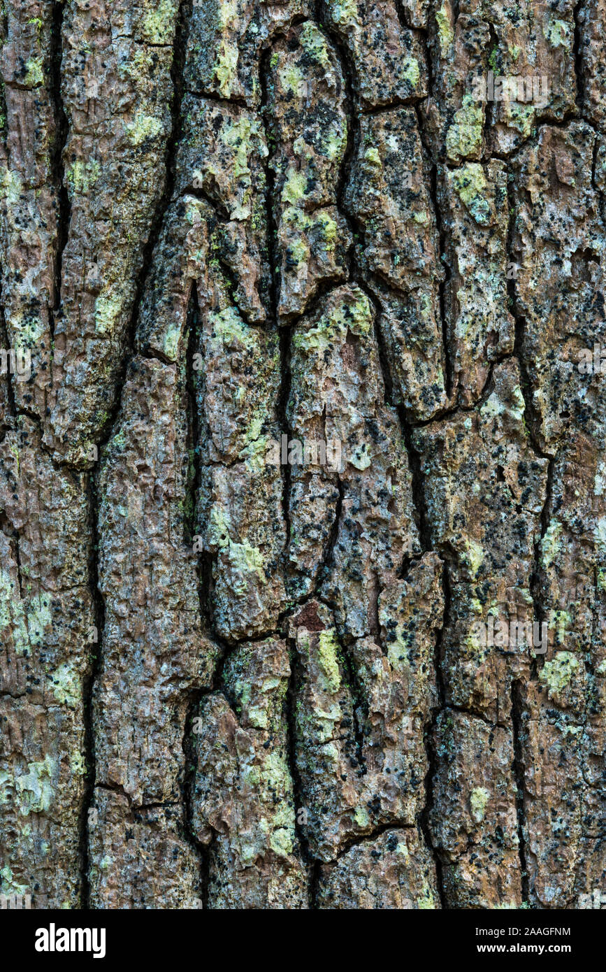 Alter Baum, Rinde, Baumrinde, Urwald, Eiche, (Quercus robur), Stock Photo