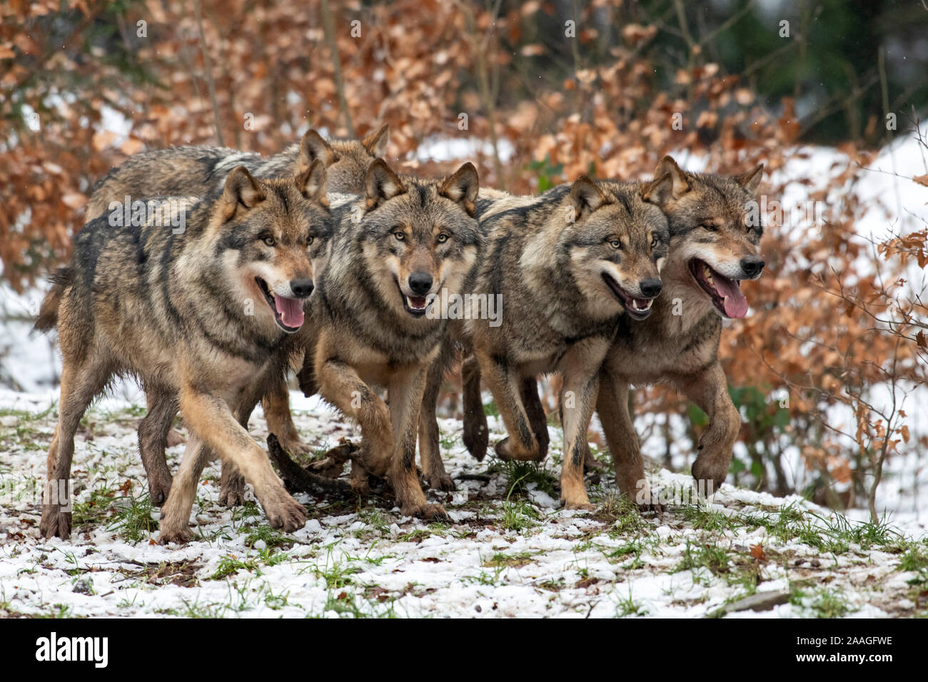 Wolfsrudel High Resolution Stock Photography And Images Alamy