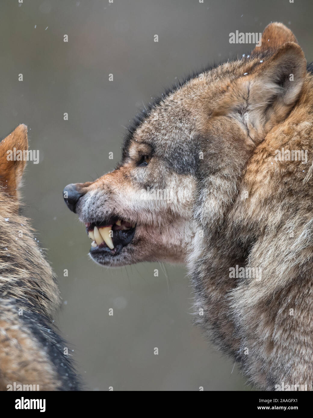 Wolf fletscht die Zaehne, (Canis lupus), Stock Photo