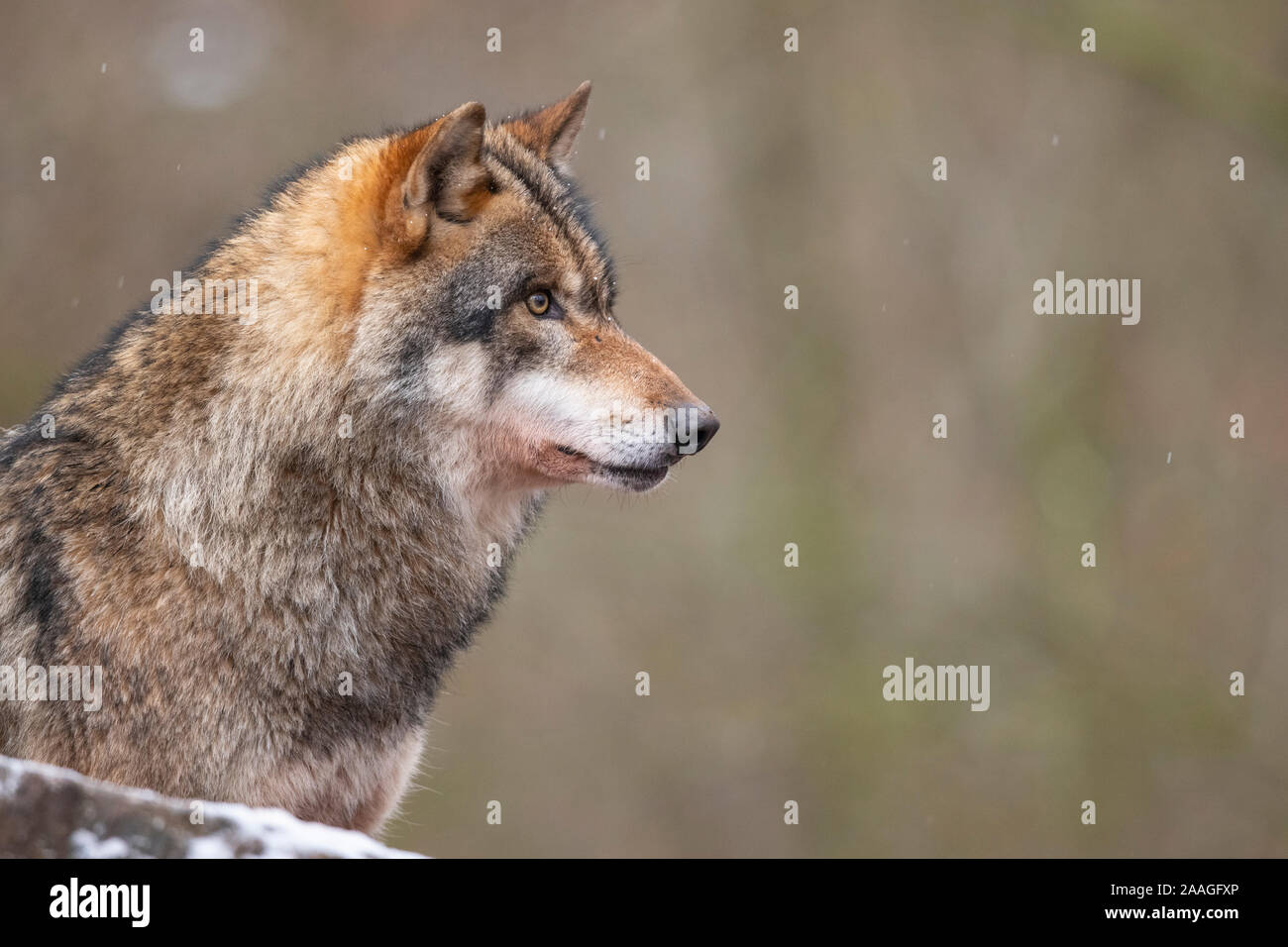 Wolf, Portraet, Finnland, Wildlife Stock Photo