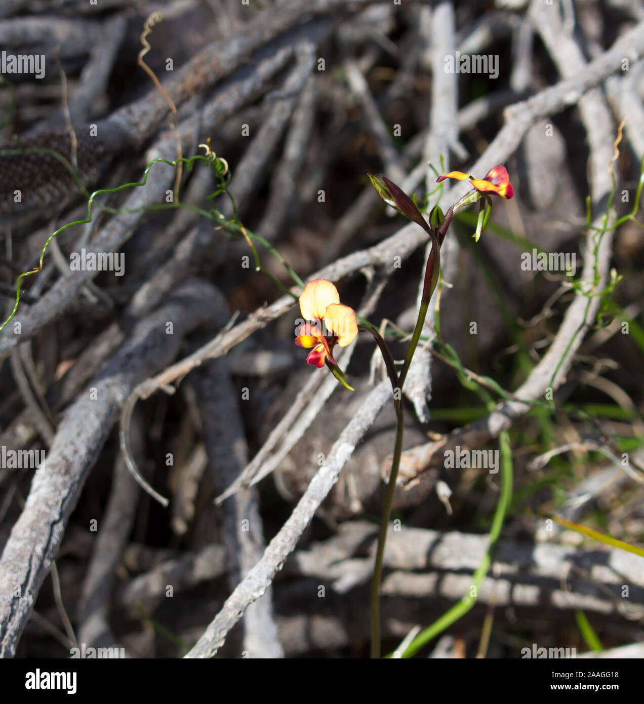 Beautiful rare yellow and brown  West Australian wild flower Donkey Orchids orchidaceae diuris blooming during late winter to spring is a wildflower. Stock Photo