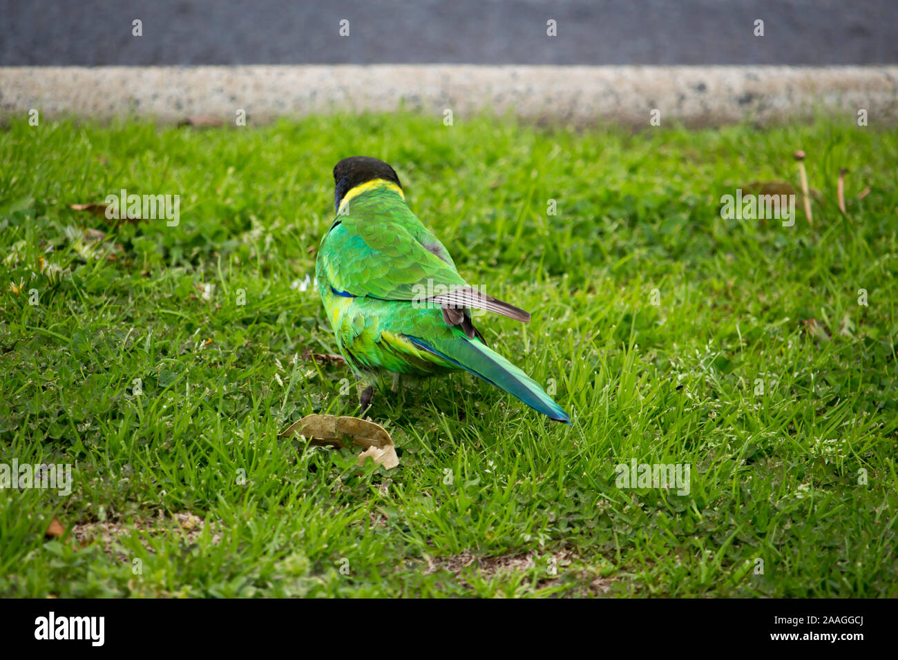 A brilliantly feathered Australian Ringneck (Barnardius zonarius) or Twenty Eight, a parrot