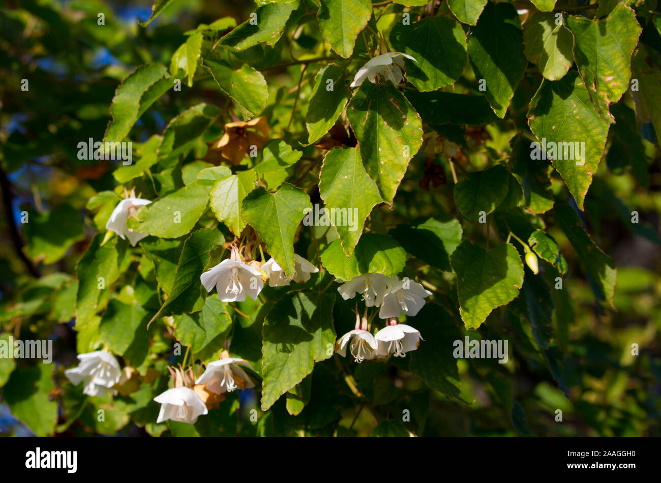 Drooping Flowers Stock Photos & Drooping Flowers Stock Images Alamy