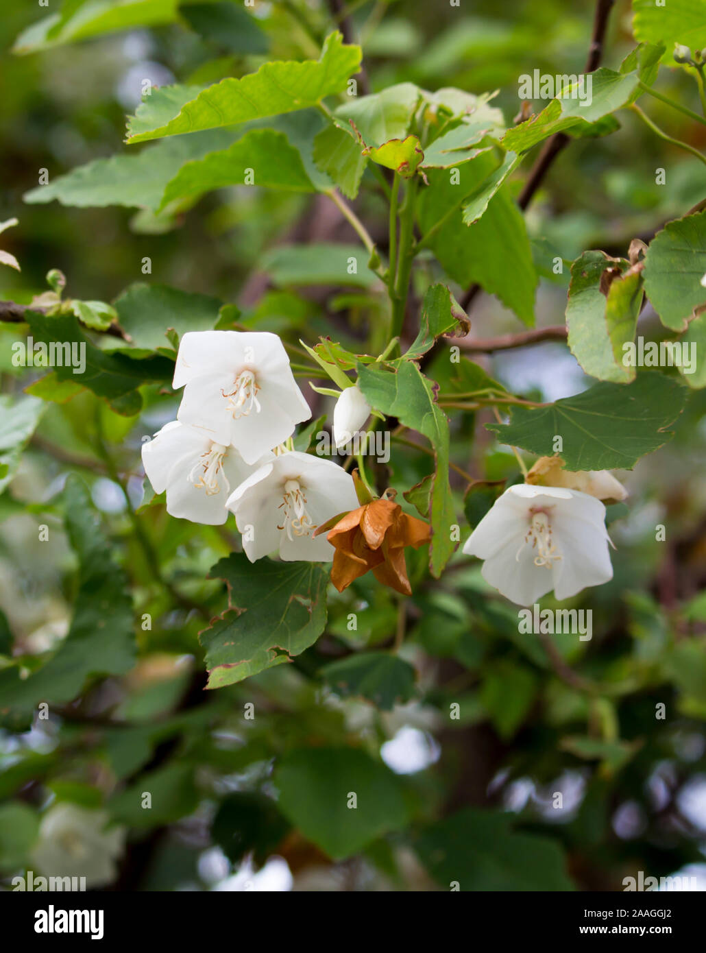Delicate Hanging Dainty Fragrant White Cup Shaped Ornamental Drooping Flowers Of Dombeya Natalensis Natal Wedding Flower Blooming In Late Autumn Stock Photo Alamy
