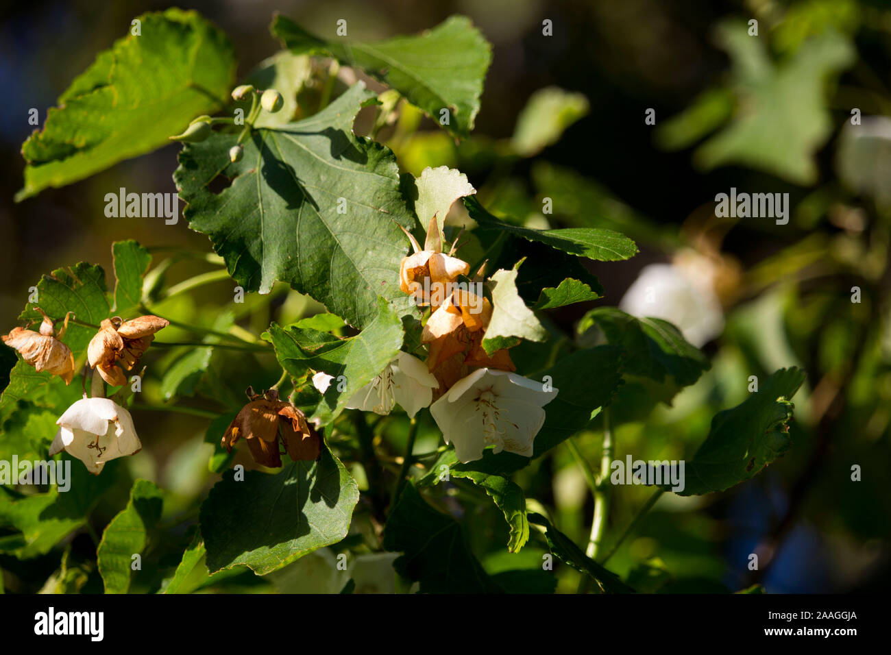 Leucothoe Fontanesiana Doghobble Dog Hobble Drooping Leucothoe