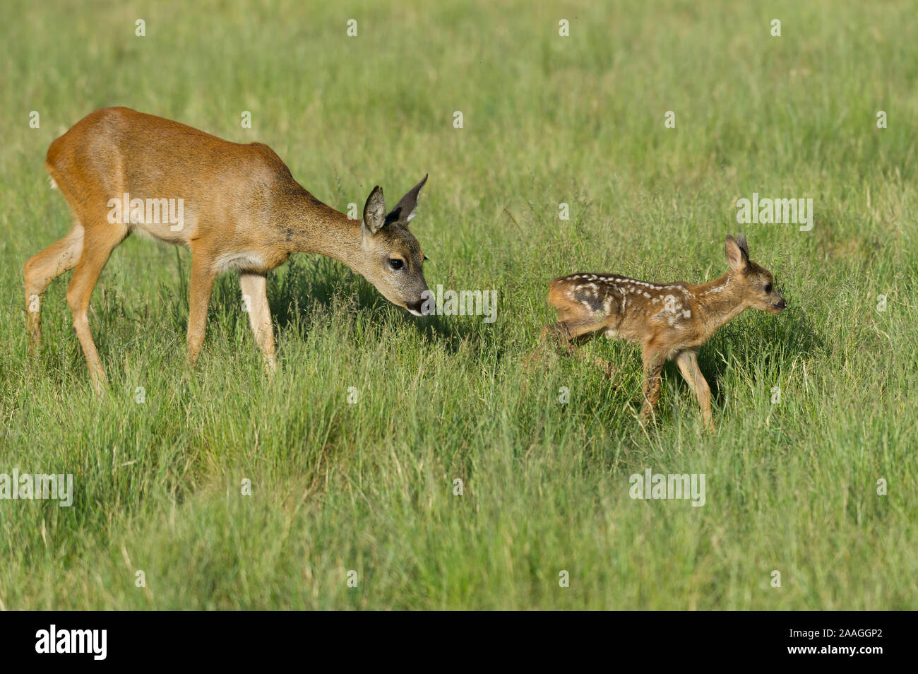 Weibliches reh hi-res stock photography and images - Alamy
