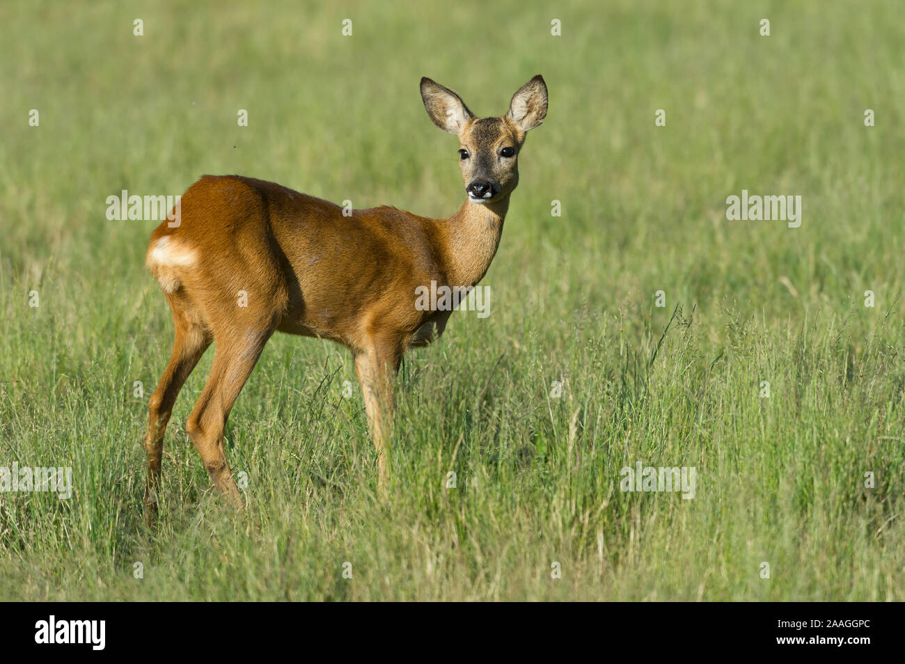 Reh Rehwild Ricke Stock Photo Alamy