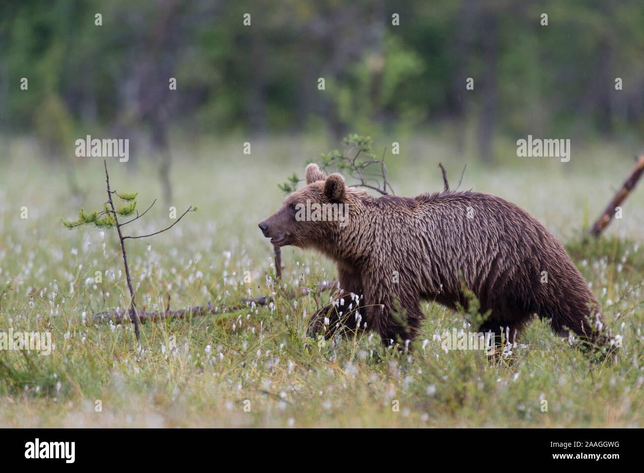 Braunbaer in Finnland Stock Photo - Alamy