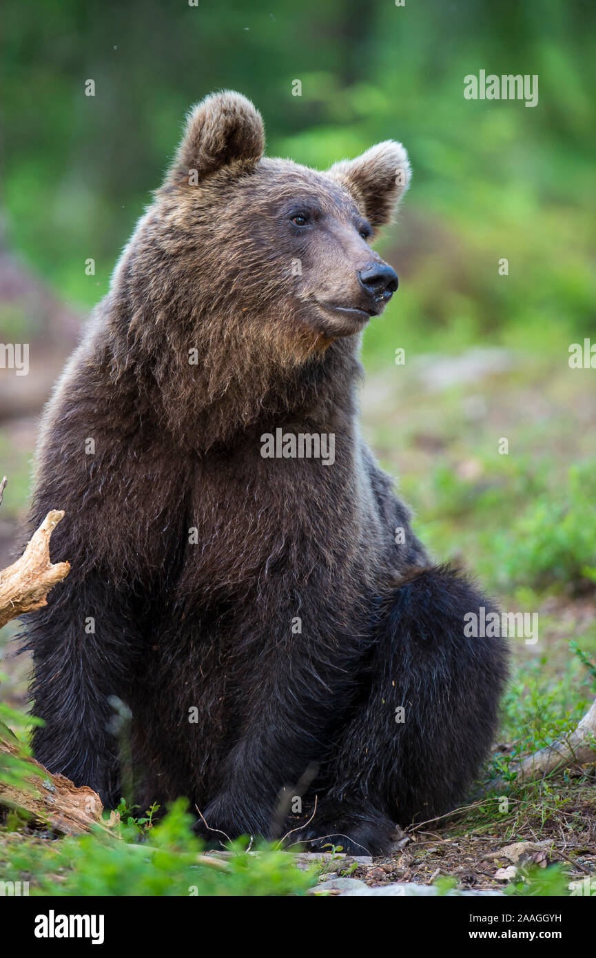 Braunbaer in Finnland Stock Photo - Alamy