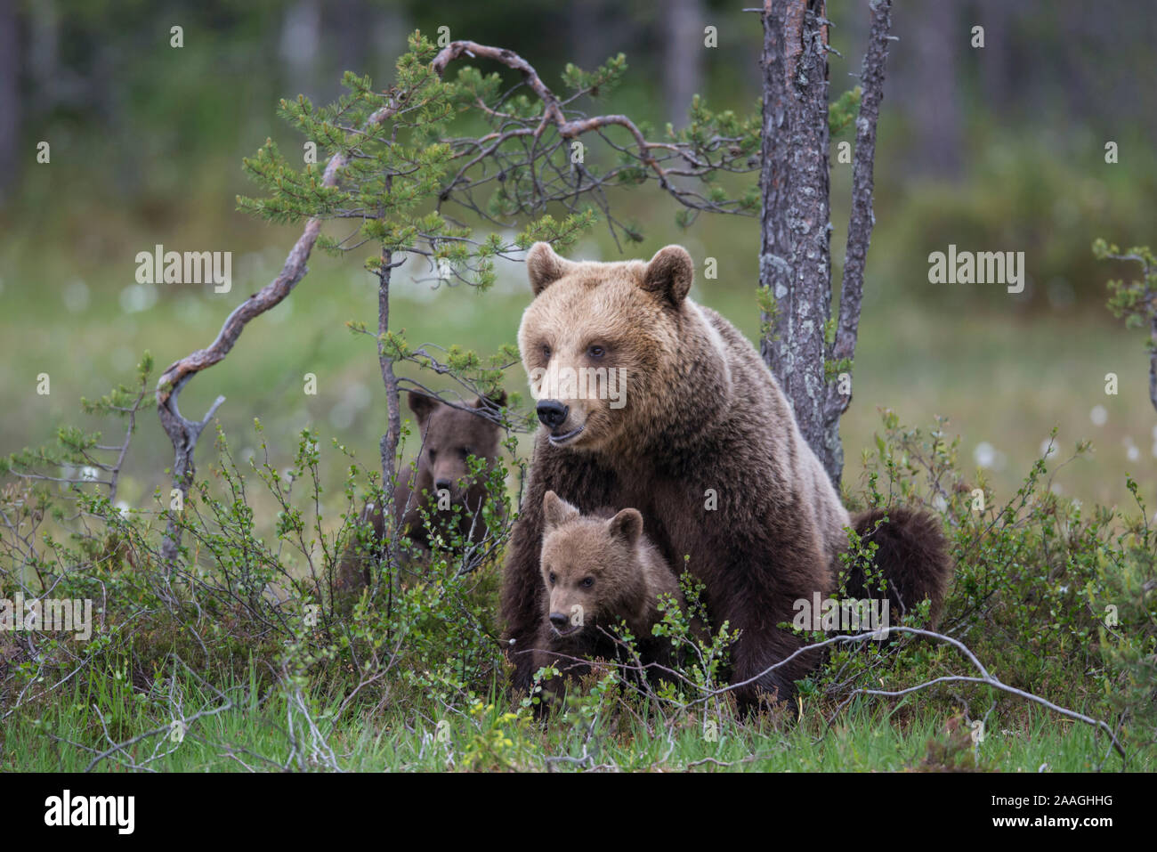 Braunbaer mit Jungtier Stock Photo