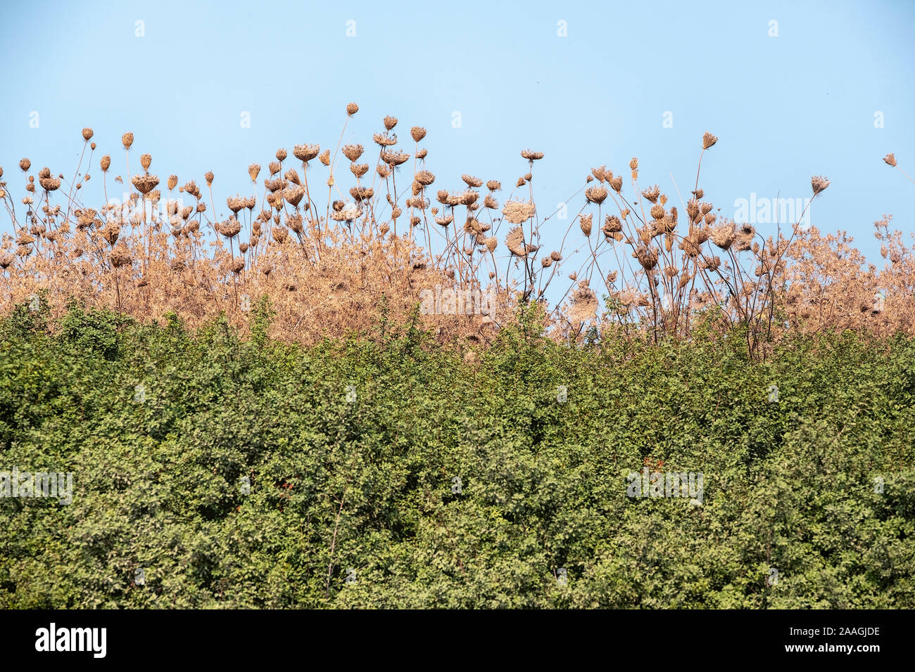 Dried flowers on a sky background .Last summer background Stock Photo ...