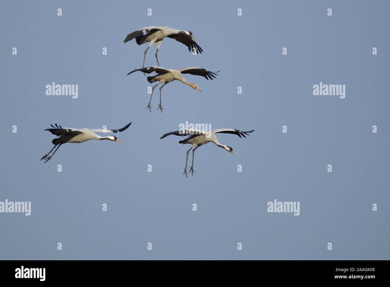 Fliegende Kraniche Grus Grus Mit Jungvogel Stock Photo Alamy