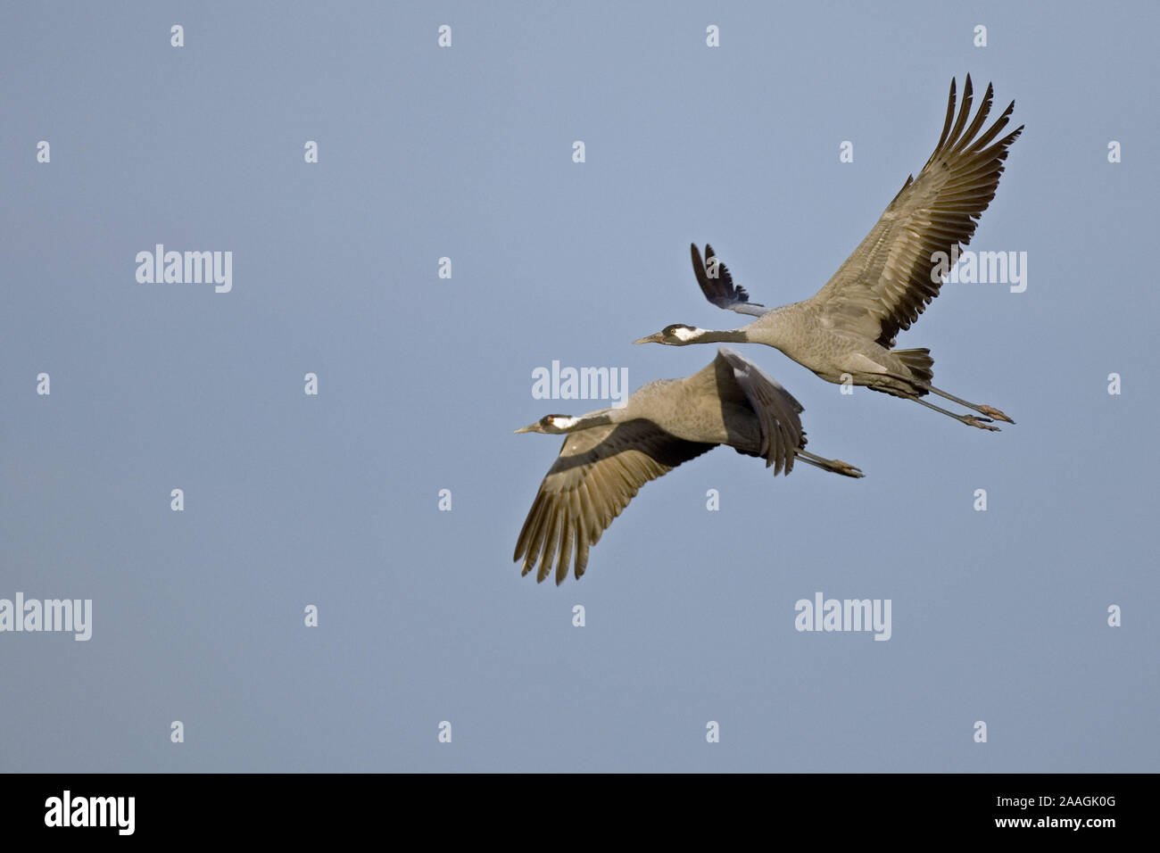 Fliegende Kraniche Grus Grus Stock Photo Alamy