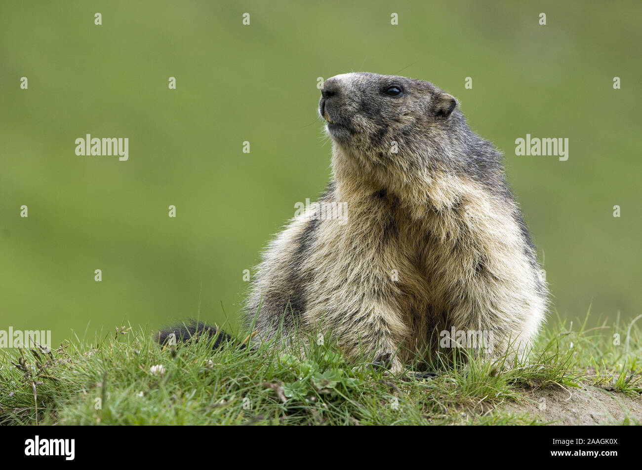 Murmeltiere (Marmota) in den Alpen, Alpenmurmeltier am Bau Stock Photo