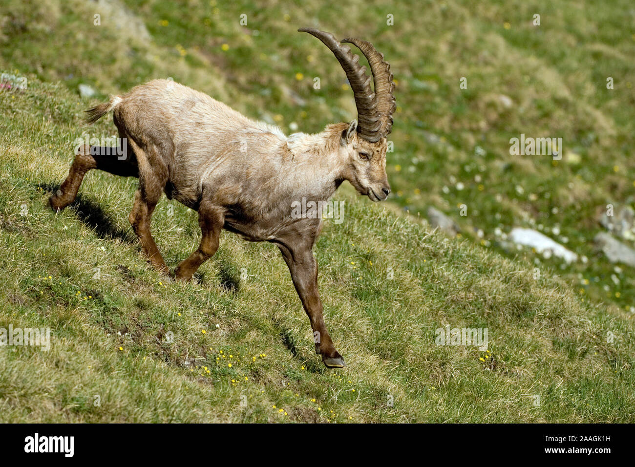 Steinbock (lat.Capra ibex) im Nationalpark Hohe Tauern, ÷sterreich, Alpine Ibex, laufend Stock Photo