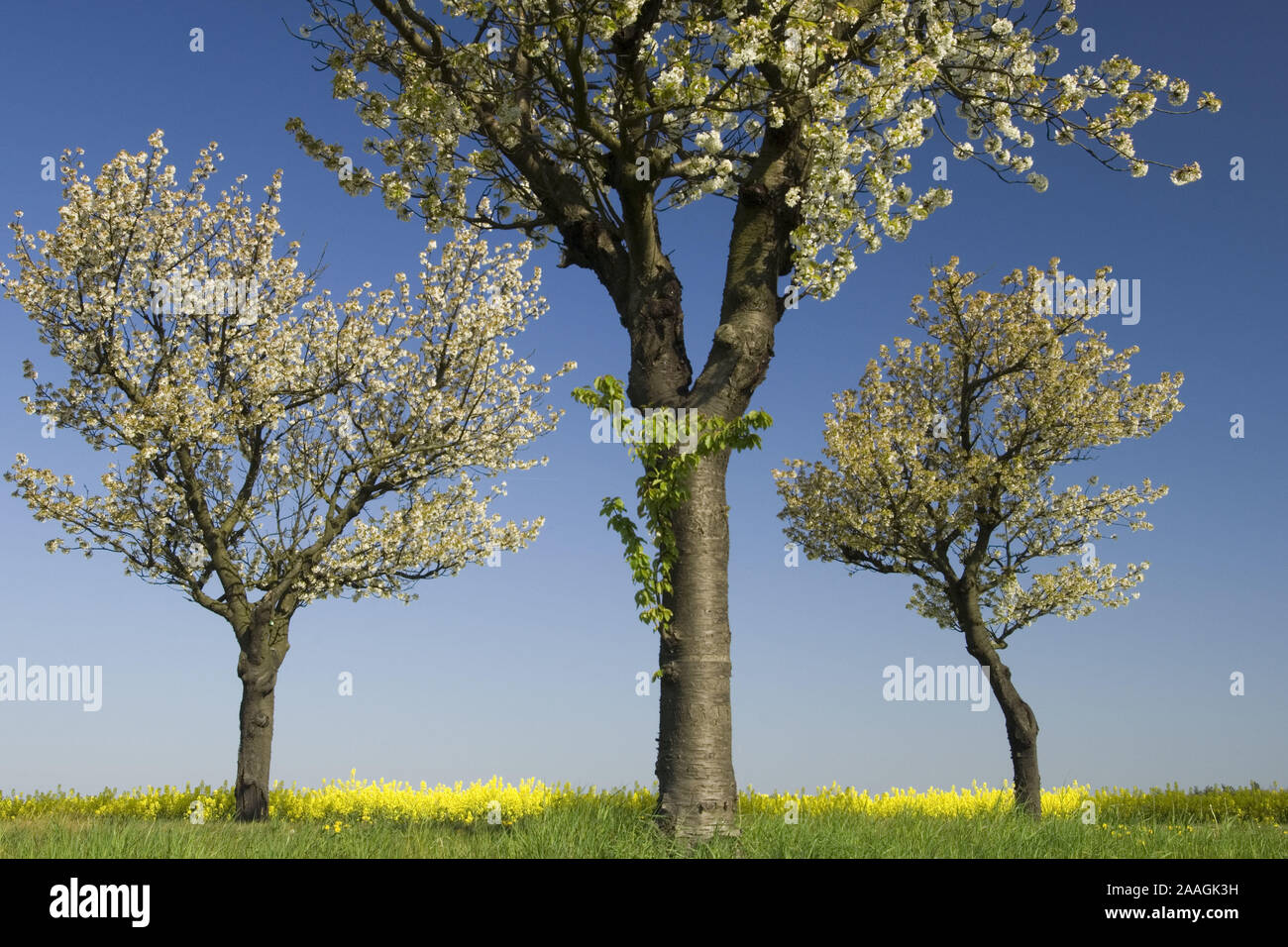 Bl Te Stock Photos Bl Te Stock Images Alamy