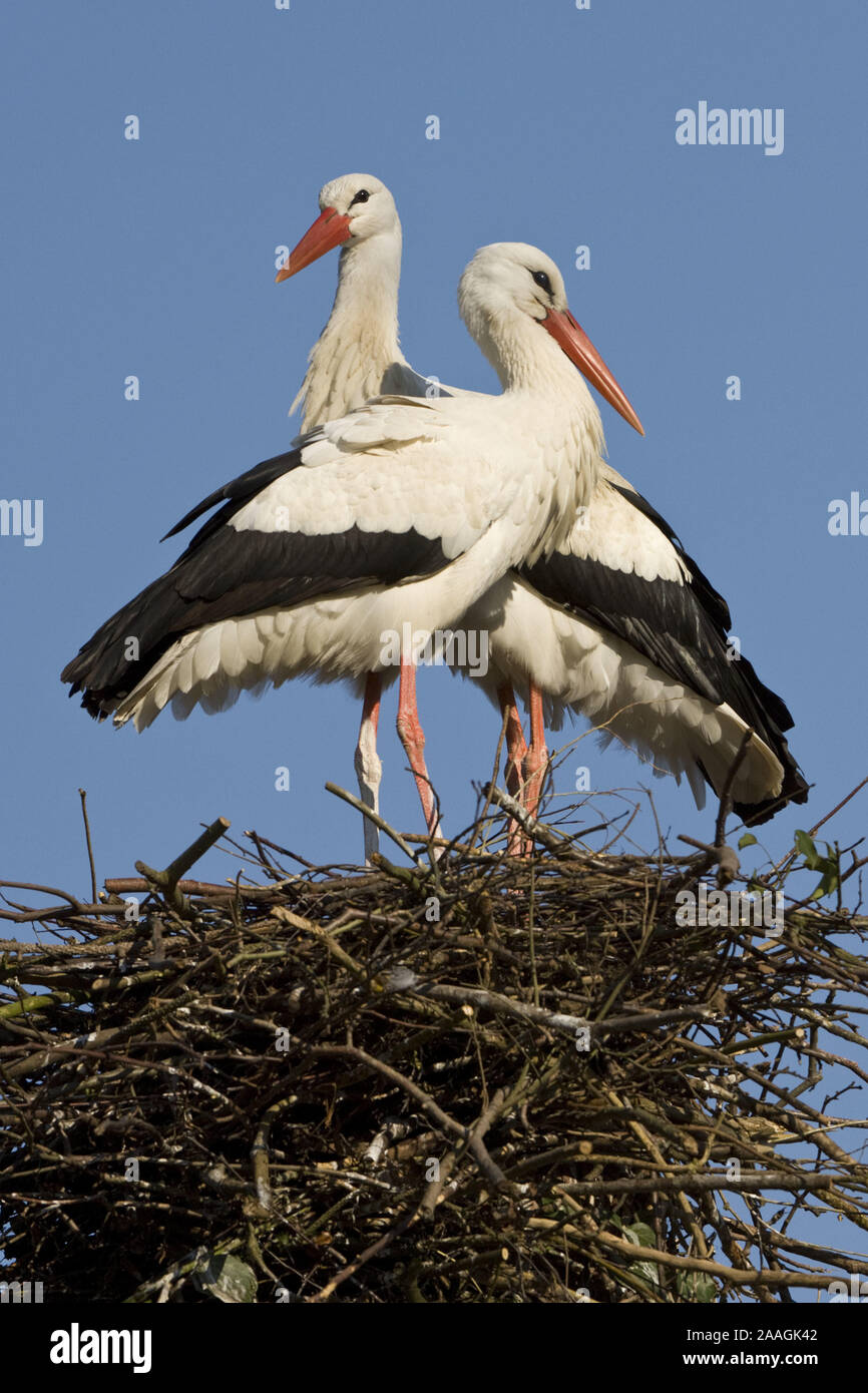 Storch Baby High Resolution Stock Photography And Images Alamy