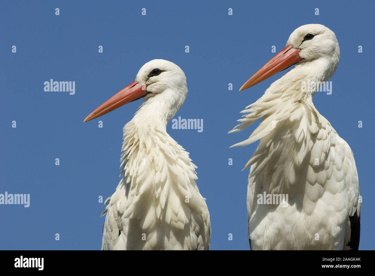 Geburt Storch High Resolution Stock Photography and Images - Alamy