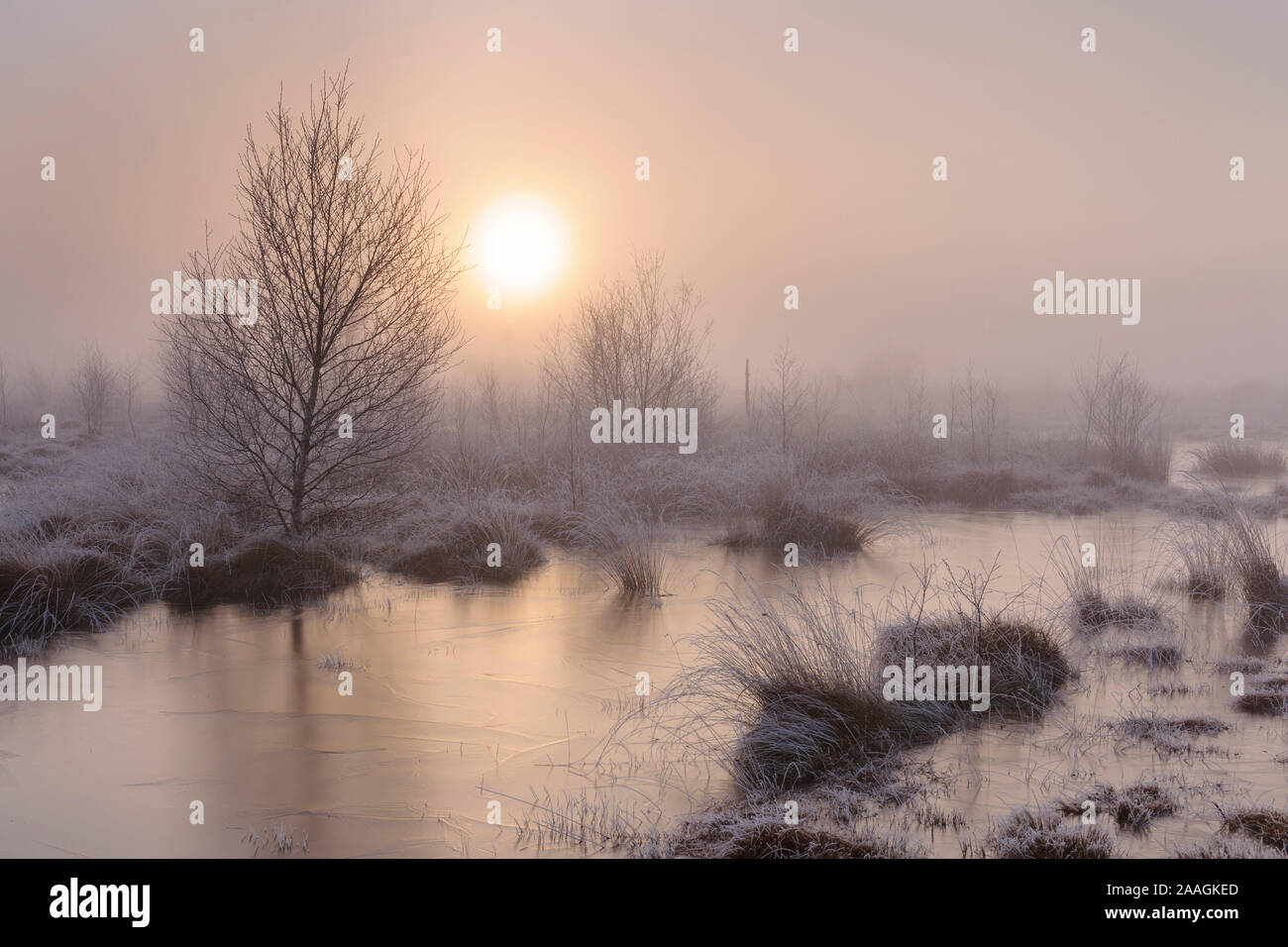 Das Goldenstedter Moor im Morgenlicht - Fruehnebel Stock Photo