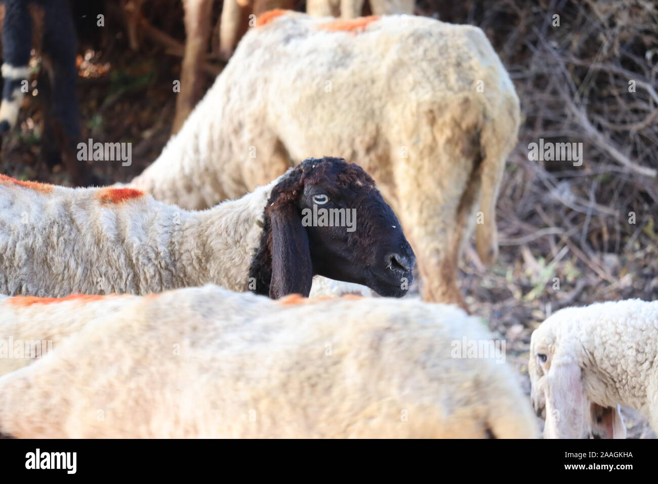 Sheep in nature on meadow. Farming outdoor.Portrait of family sheep in the farm Stock Photo