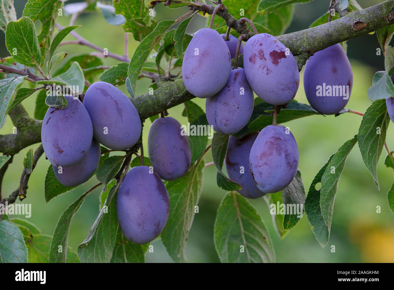 Pflaumen am Baum Stock Photo - Alamy