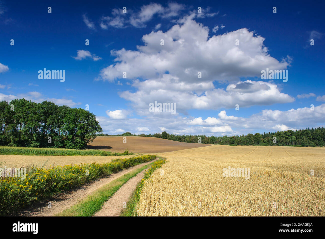 Getreidefeld im Sommer Stock Photo