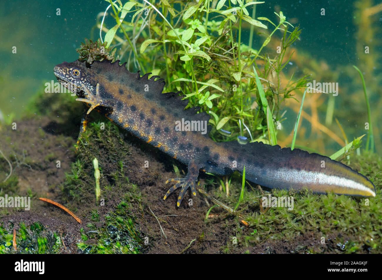 Kammmolche - Triturus cristatus Stock Photo