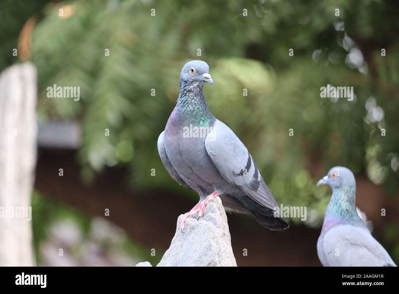 Front view of the face of Rock Pigeon face to face.Rock Pigeons crowd streets and public squares, living on discarded food and offerings of birdseed. Stock Photo
