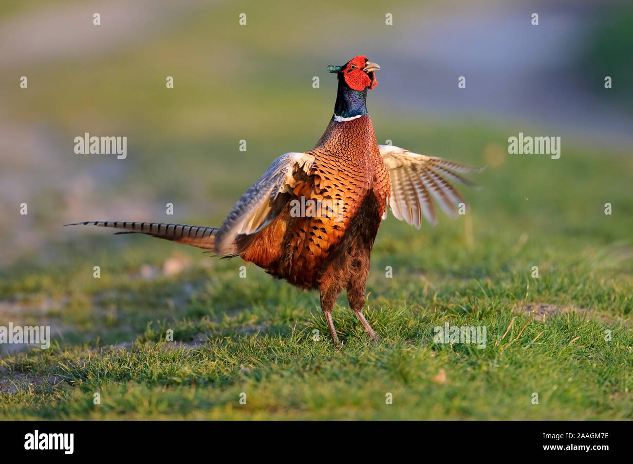 Fasan, Balz, Phasianus colchicus, Common Pheasant Stock Photo