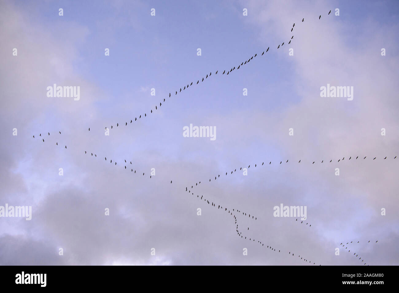 Vogelzug der Kraniche - typische Formation Stock Photo