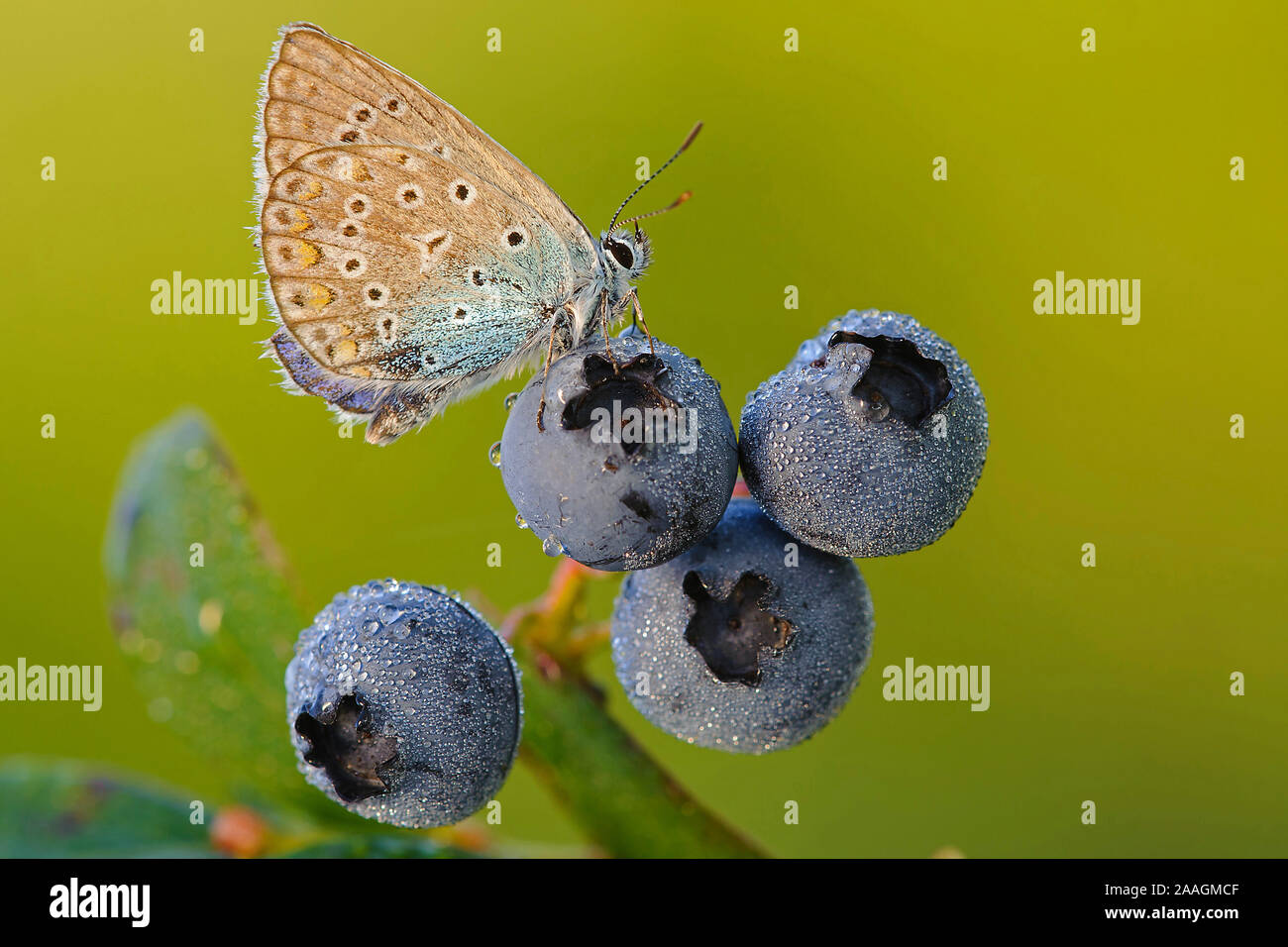 Tagfalter, Blaeuling mit Blaubeere, Stock Photo