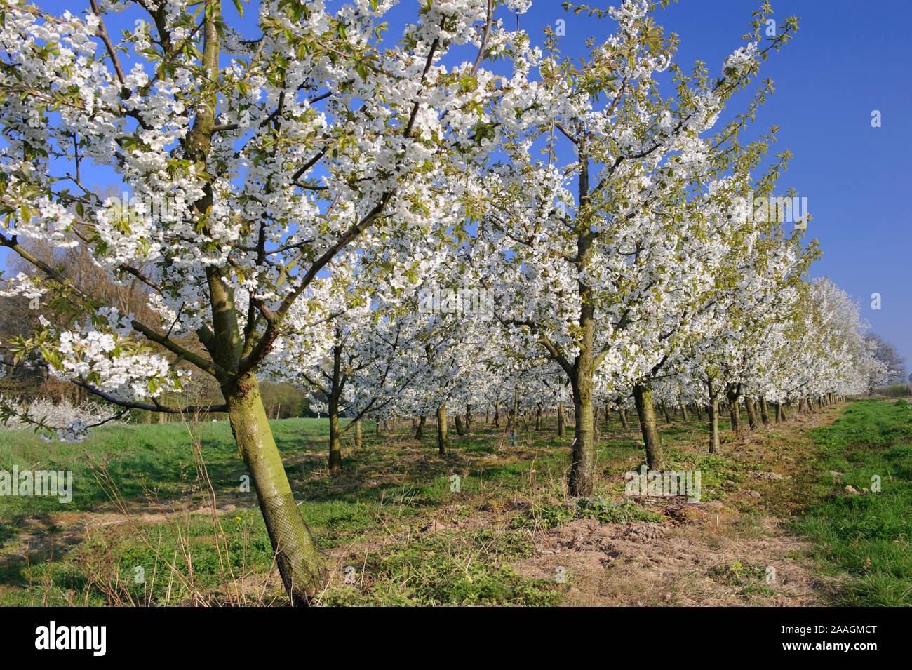 Bluehende Obstbaeume Stock Photo