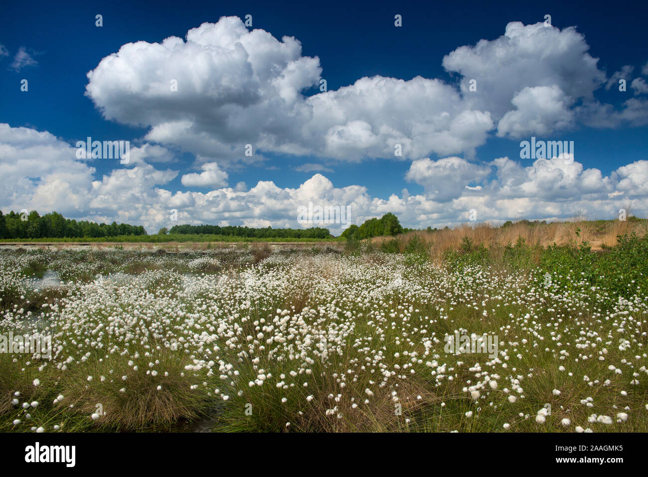 Fruchtstand des Wollgrases Stock Photo