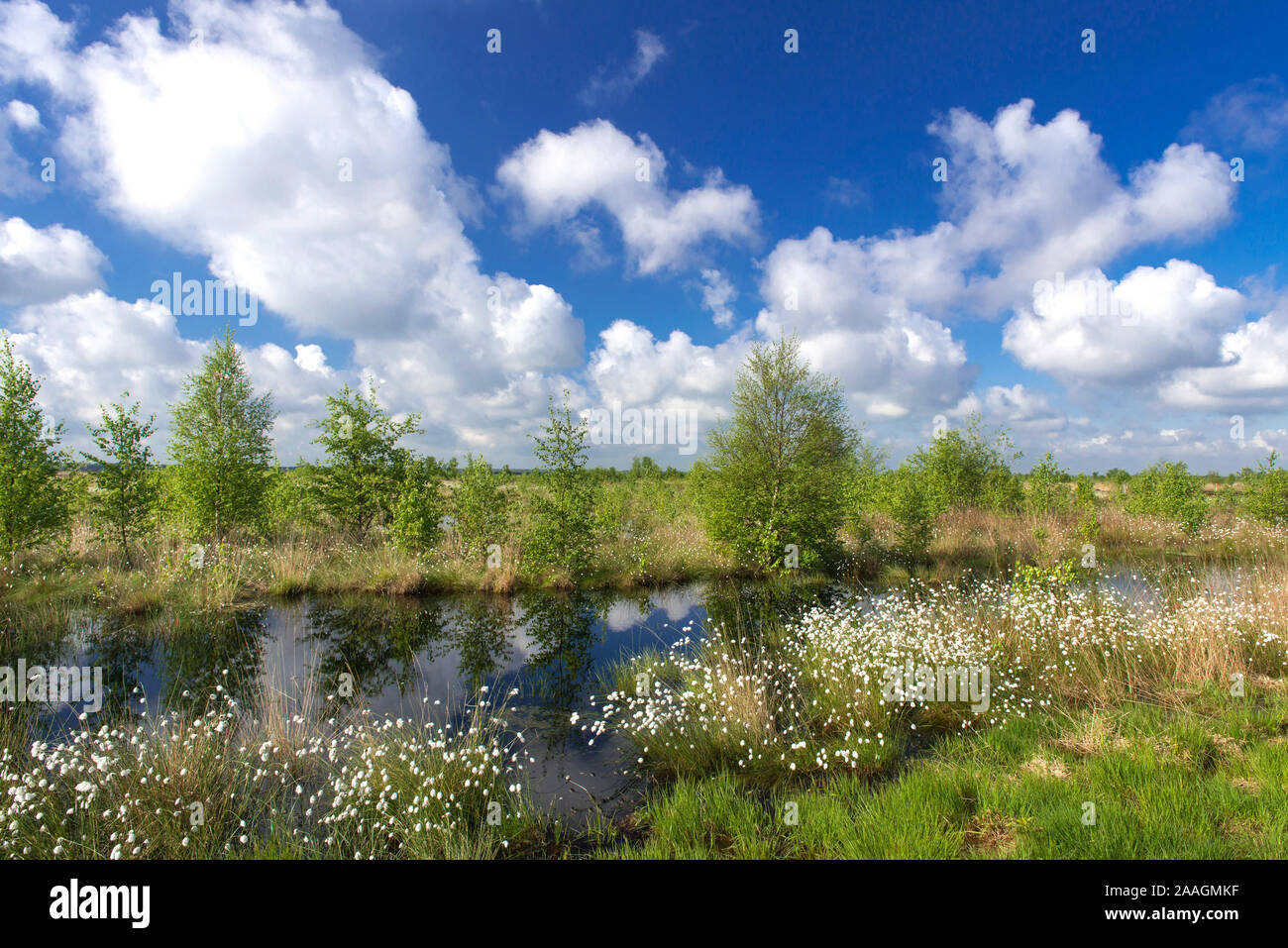 Landschaft mit Wollgras Stock Photo