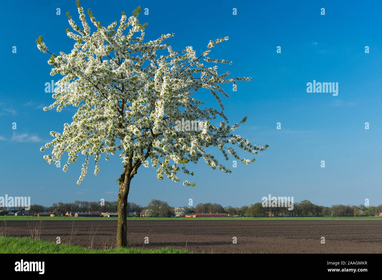 Bluehender Kirschbaum Stock Photo