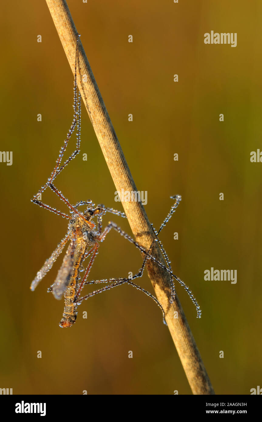 Schnake, Stechmuecke, Tipulidae Stock Photo