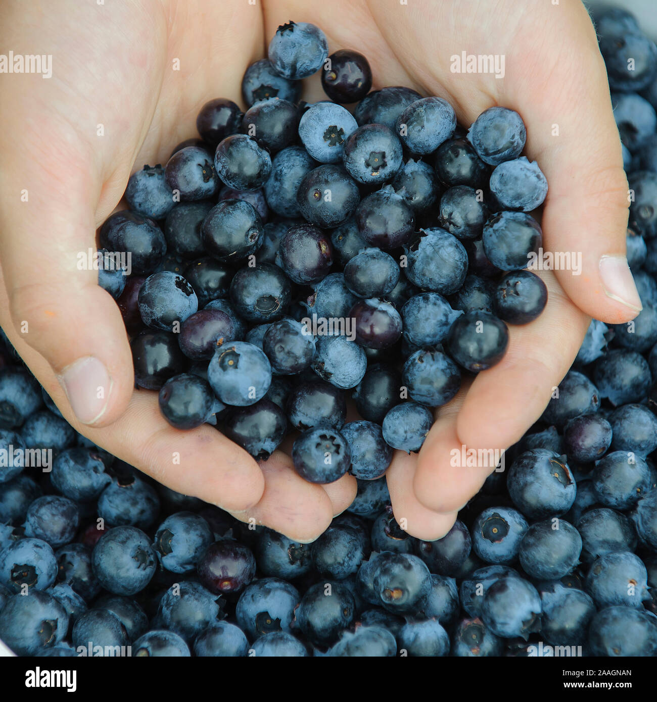 Hand mit Blaubeeren / Heidelbeeren Stock Photo Alamy