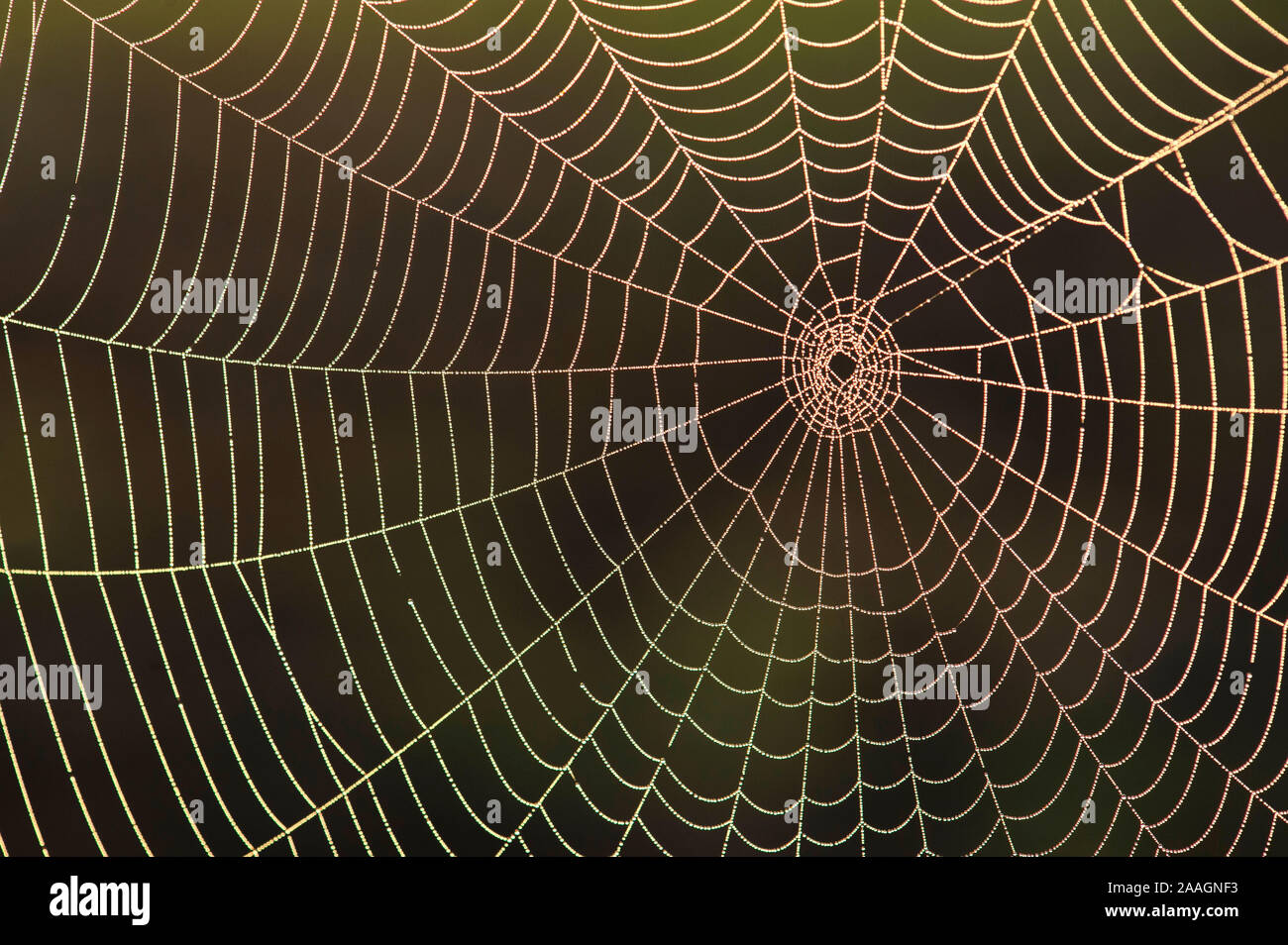 Spinnennetz im Morgentau Stock Photo